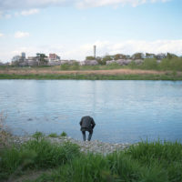 a man looking down the tama river, march 2014.